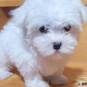 Charming Teacup Maltese puppies ready for adoption