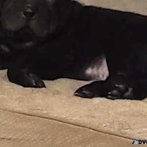 Adorable Shar-Pei Puppy Needs His FOREVER HOME