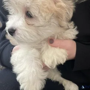 Three Havanese puppies. One girl and two boys