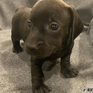 Miniature dachshund
