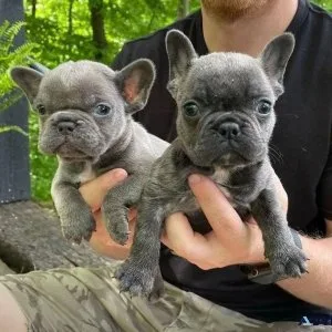 High breed quality french bulldogs