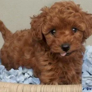 Adorable Toy Poodle Puppies For Adoption.