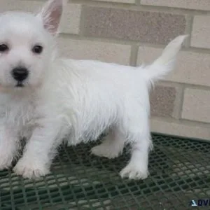 Beautiful Westie Puppies For Adoption