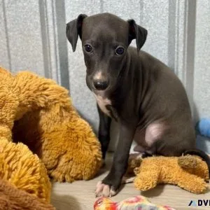 Adorable Italian Greyhound boys and girls
