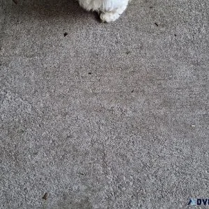 2 MALTIPOO PUPS