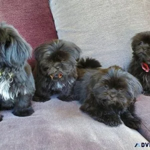 Loving Shih Tzu puppies