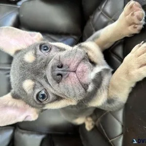 French bulldog