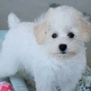 Adorable Schnoodle Puppies Available Now