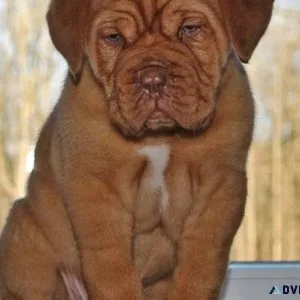 Cute Dogue De Bordeaux Puppies For Adoption
