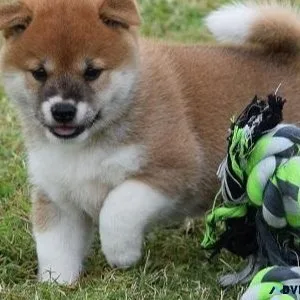 Amazing Shiba Inu puppies for Adoption
