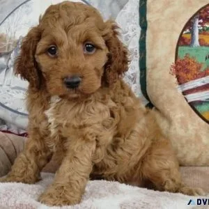 Lovely Cockapoo Puppies For Adoption