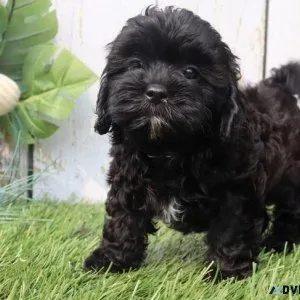 Gorgeous Shihpoo puppies for Adoption