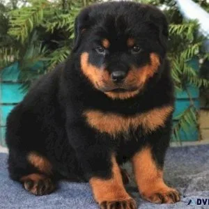 Home trained Rottweiler puppies Available.
