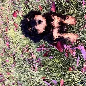 Teacup Doxiepoo (dachshund poodle cross)