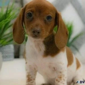 Beautiful Dachshund Puppies For Adoption.