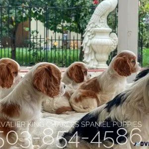 Cavalier King Charles spaniel puppies