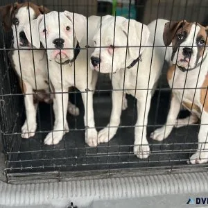 Boxer Puppies