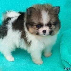 Party Teacup Pomeranian puppies for Adoption