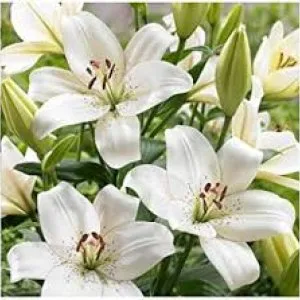 White lily