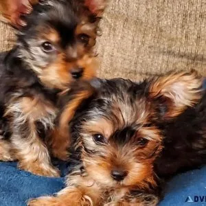 CUTIES PUPPIES AVAILABLE FOR SELL