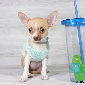 Tiny Teacup Chihuahua Puppy