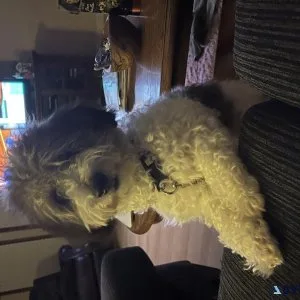 Maltipoo