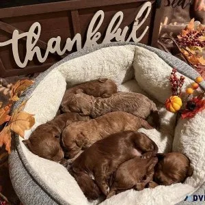 Mini goldendoodle F1B puppies