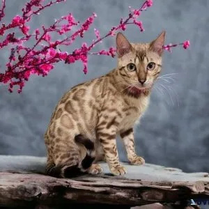 Beautiful Bengal girls