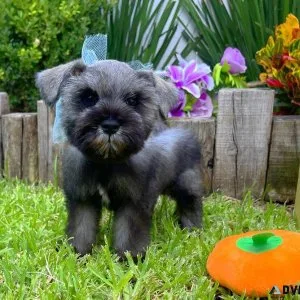 Schnauzer puppies