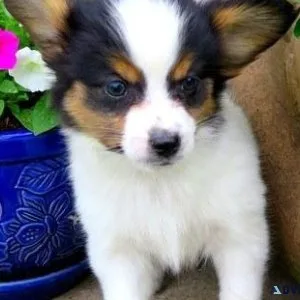 Sweet Papillon puppies for Adoption.