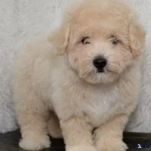 Healthy Maltipoo Puppies Available Now.