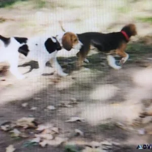AKC Beagle Pups