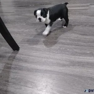 Puppy