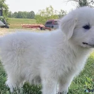 Great Pyrenees boys and girls for adoption