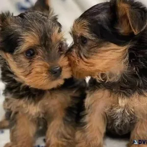 puppy