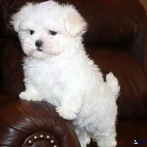 Cute Maltese Puppies For Adoption.
