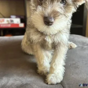 Schnoodle Puppies