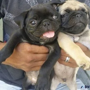 Fawn and Black Pug puppies for Adoption