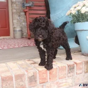 Gorgeous Labradoodle Puppies For Adoption