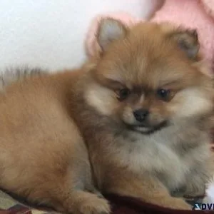 Beautiful Pomeranian puppies for Adoption