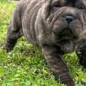 Adorable Chinese Shar-Pei Puppies For Adoption