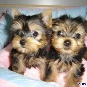 Two Lovely T-Cup Yorkie puppies ready for adoption