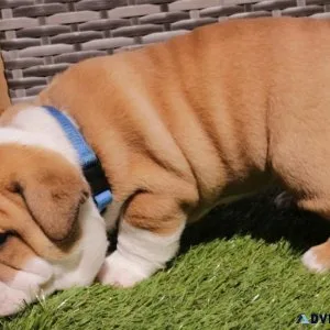Mini English Bulldog Puppies For Adoption