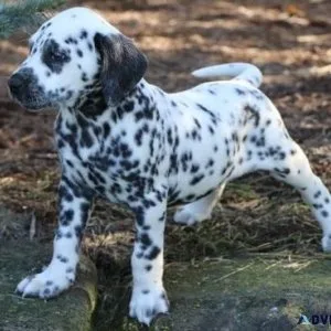 Well Socialized Dalmatian Puppies For Adoption