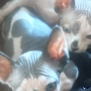Beautiful sphinx kitty s needs home this weekend