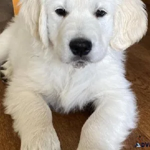 KC Golden Retriever Puppy