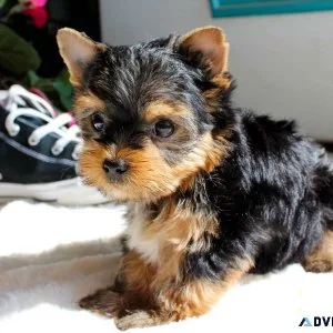 Cutest Teacup Yorkie puppies for Adoption