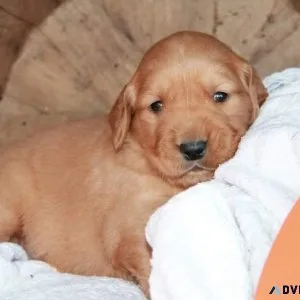 Golden Retriever