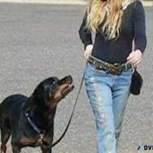 What Makes My Dog Training System So Unique