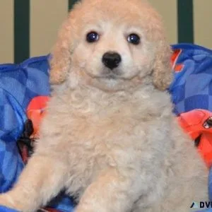 Adorable Cavapoo Puppies for adoption